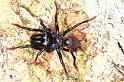 Atypus_piceus_RF0635_Z_81_Les Gris_Frankrijk
